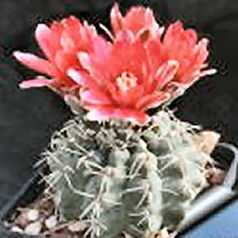Cactus gymnocalycium baldianum